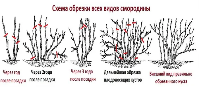 Часто задаваемые вопросы об уходе за смородиной