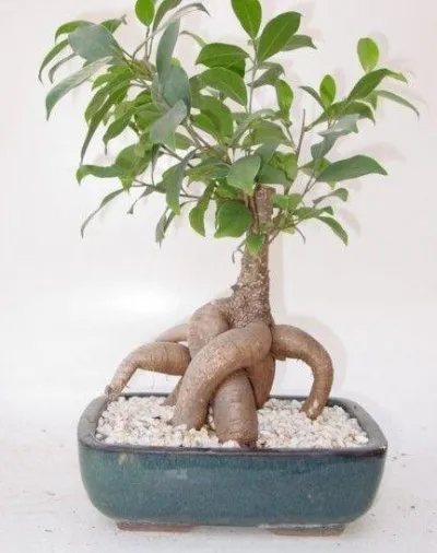 Ficus ginseng как ухаживать в домашних условиях 2