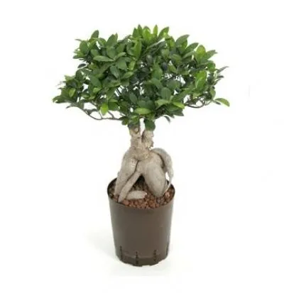 Ficus ginseng как ухаживать в домашних условиях 3