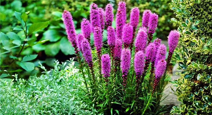 Лиатрис новоанглийский (Liatris novae-angliae)