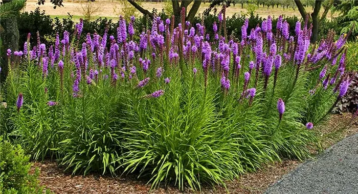 Лиатрис колосковый (Liatris spicata)