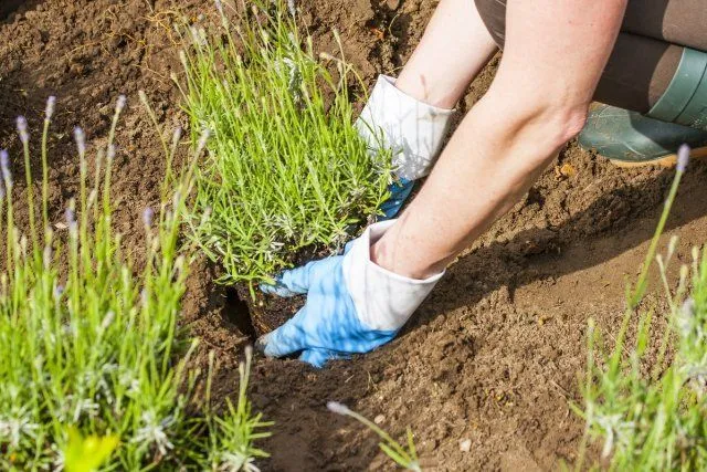 gardening with gloves and boots in the lavender garden 