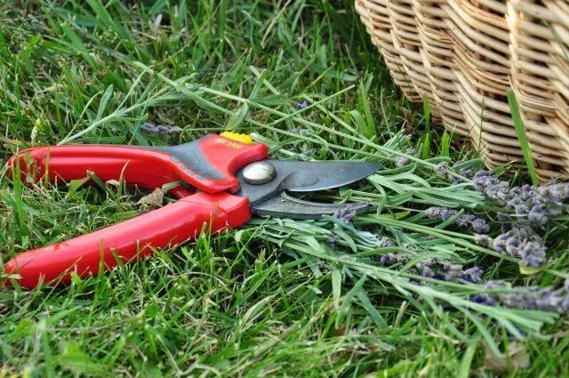 pruning lavender in the garden