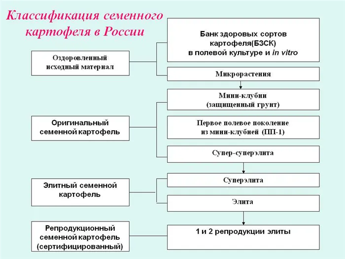 Репродукция картофеля